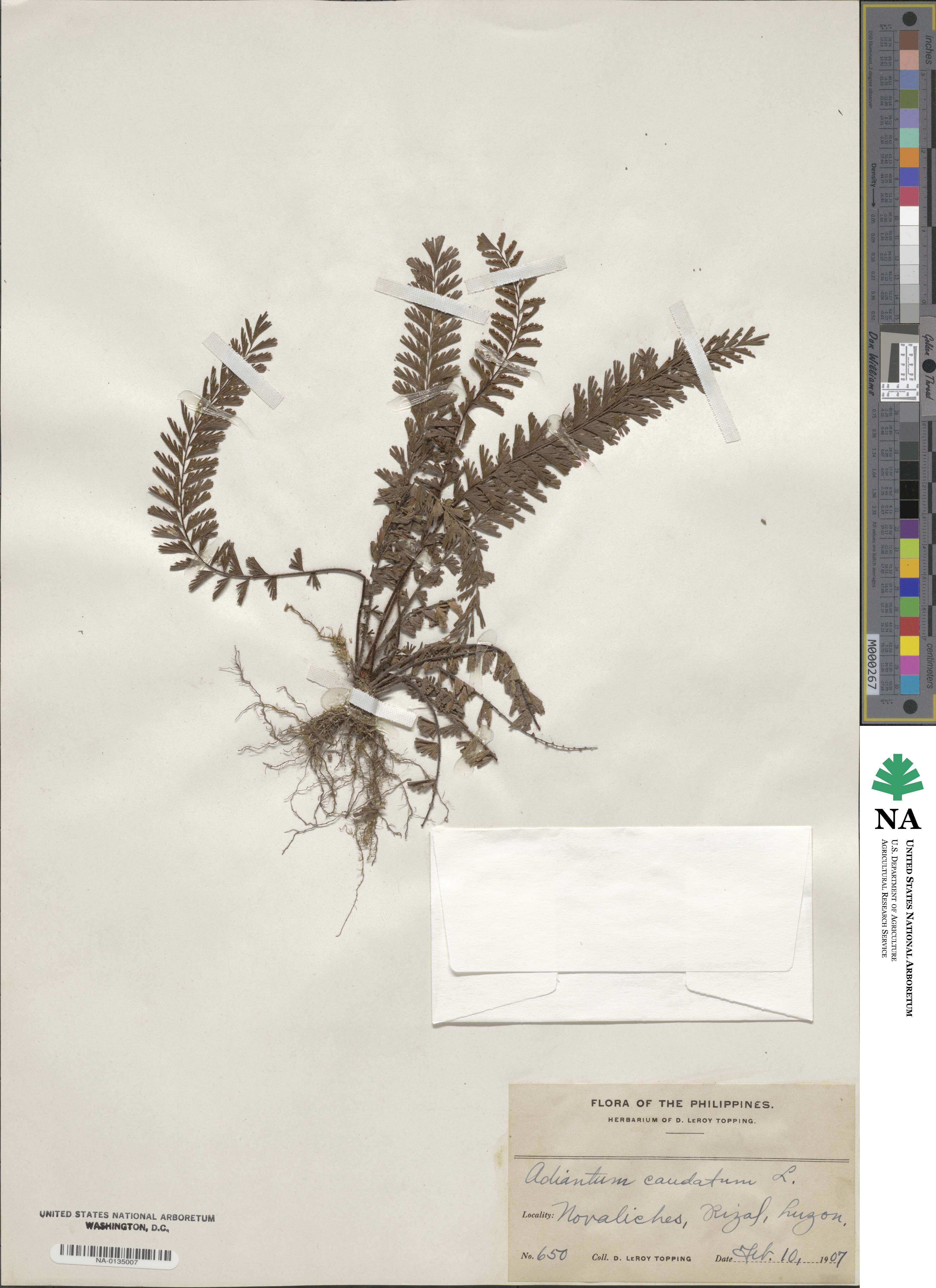 Adiantum caudatum image