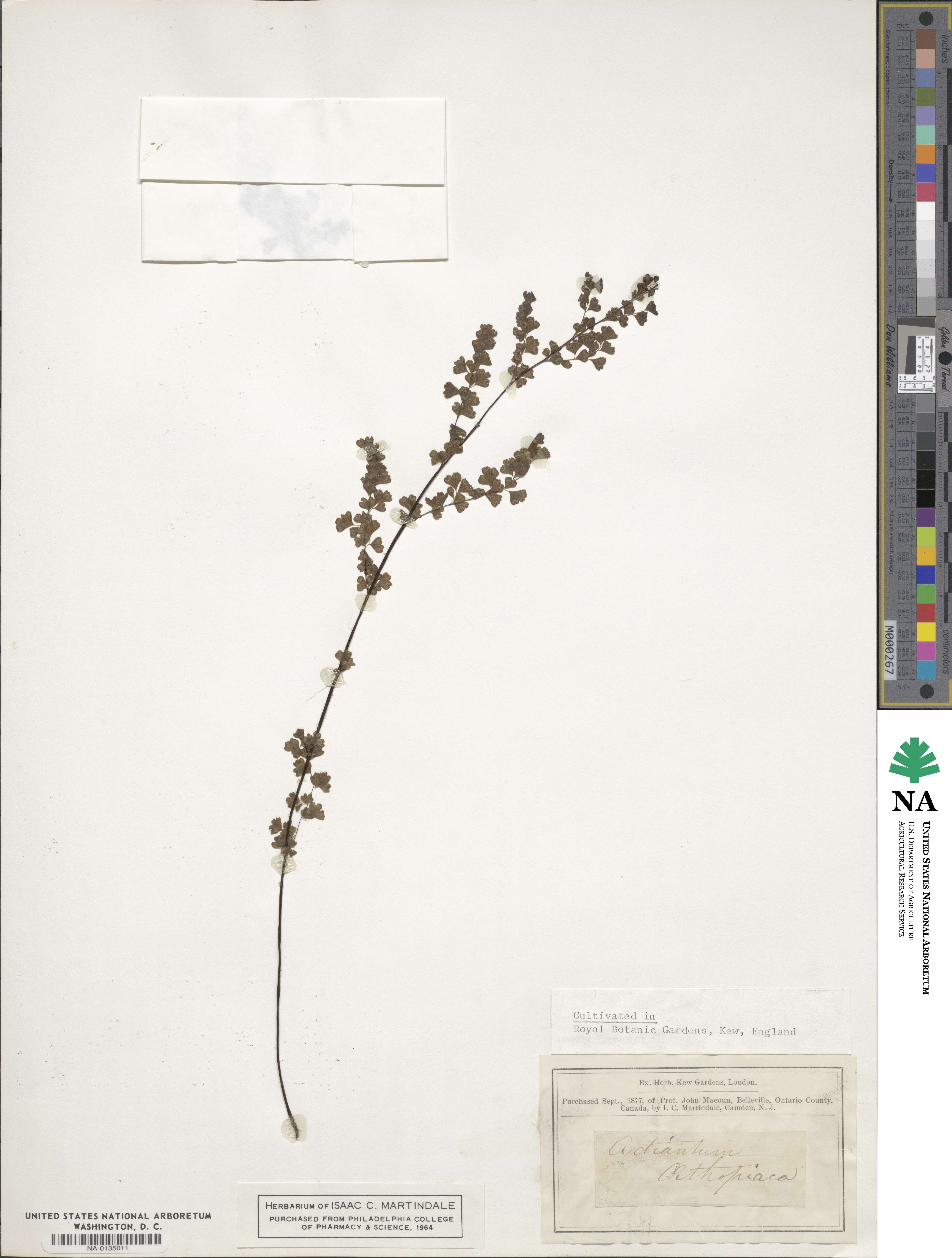 Adiantum aethiopicum image