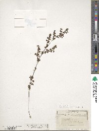 Image of Adiantum aethiopicum