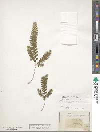 Adiantum brasiliense image