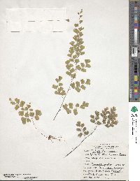 Adiantum capillus-veneris image