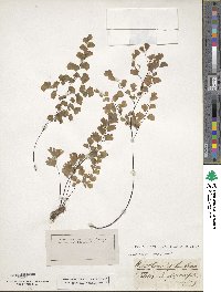 Adiantum capillus-veneris image