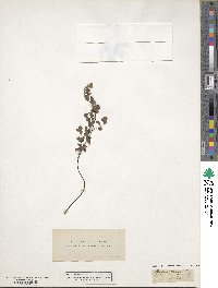 Adiantum capillus-veneris image