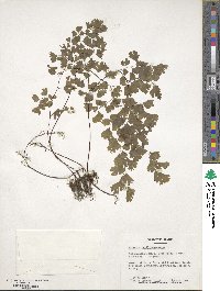 Adiantum capillus-veneris image