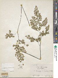 Adiantum capillus-veneris image