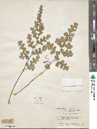 Adiantum capillus-veneris image