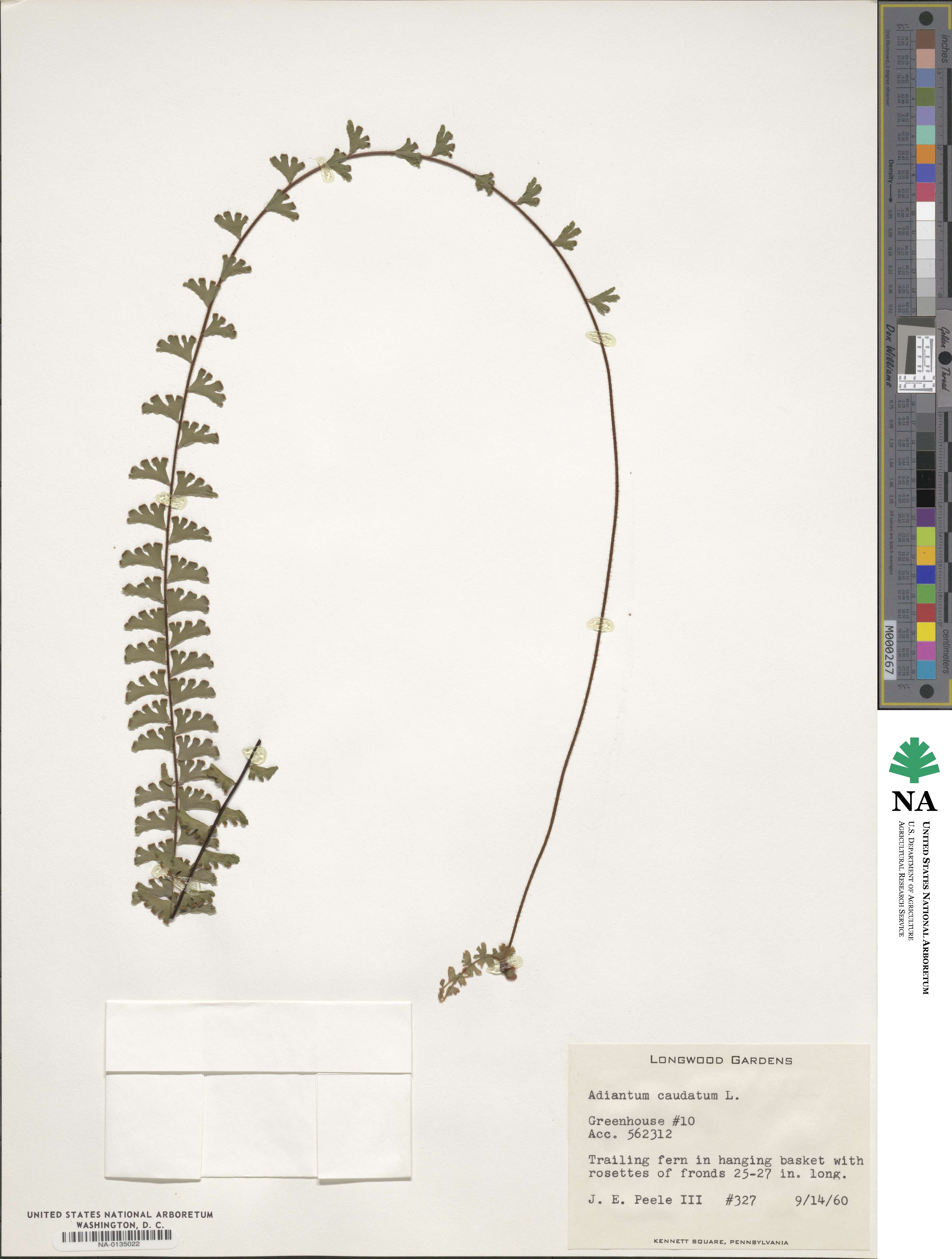 Adiantum caudatum image