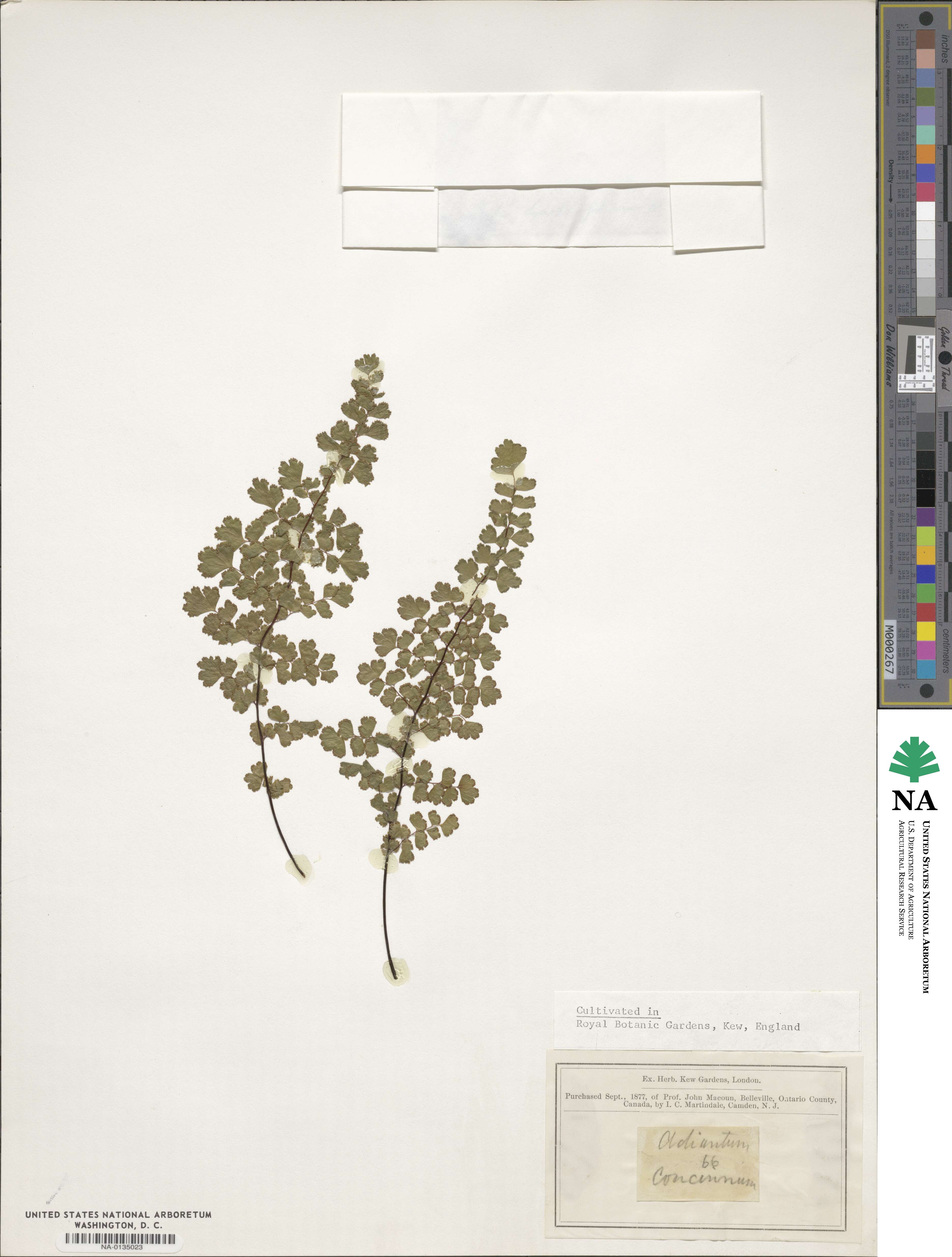 Adiantum concinnum image