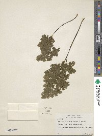 Image of Adiantum cuneatum