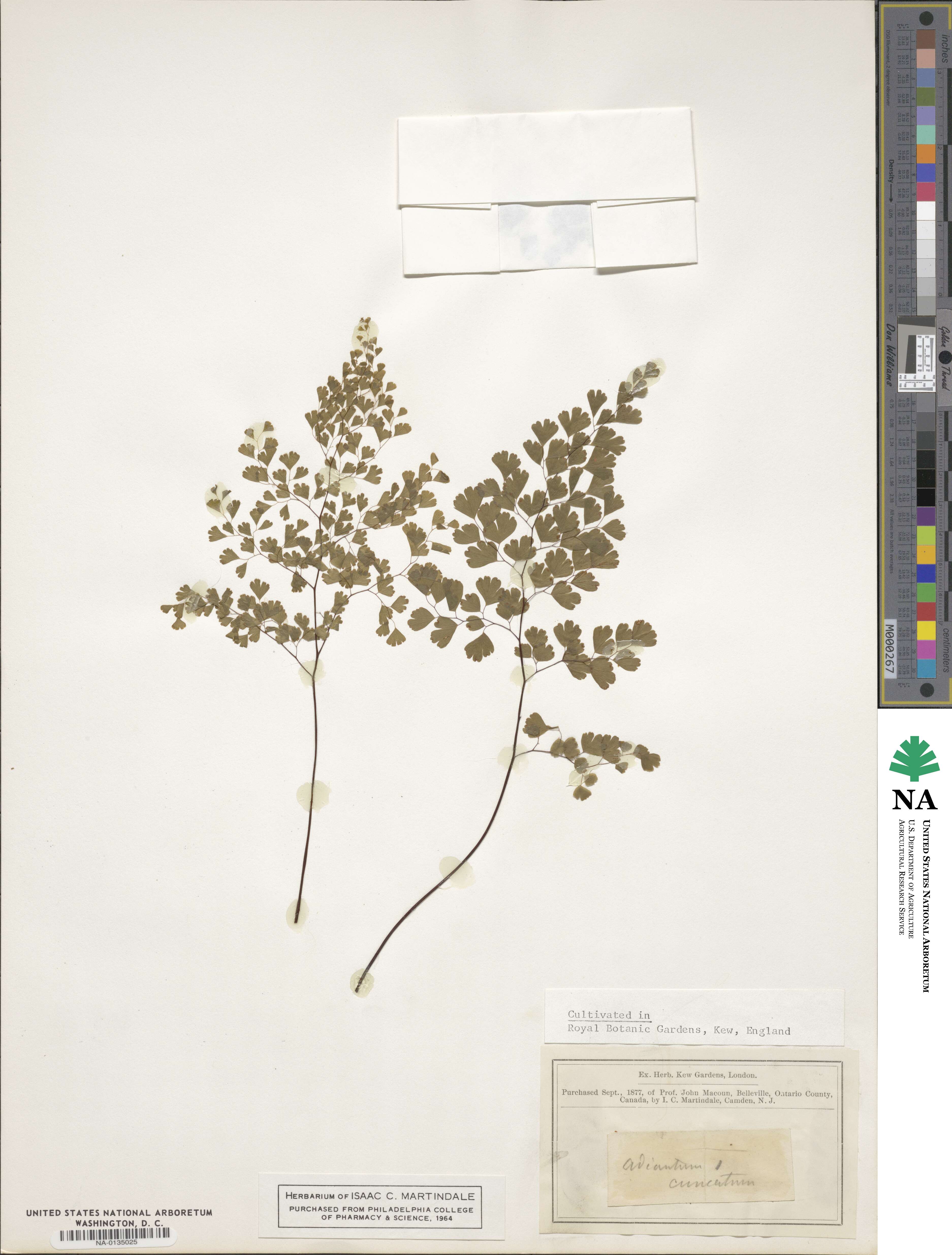 Adiantum cuneatum image