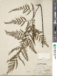 Adiantum formosum image