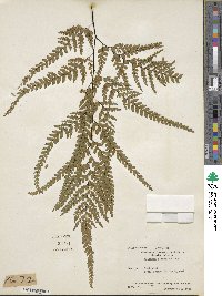 Adiantum formosum image