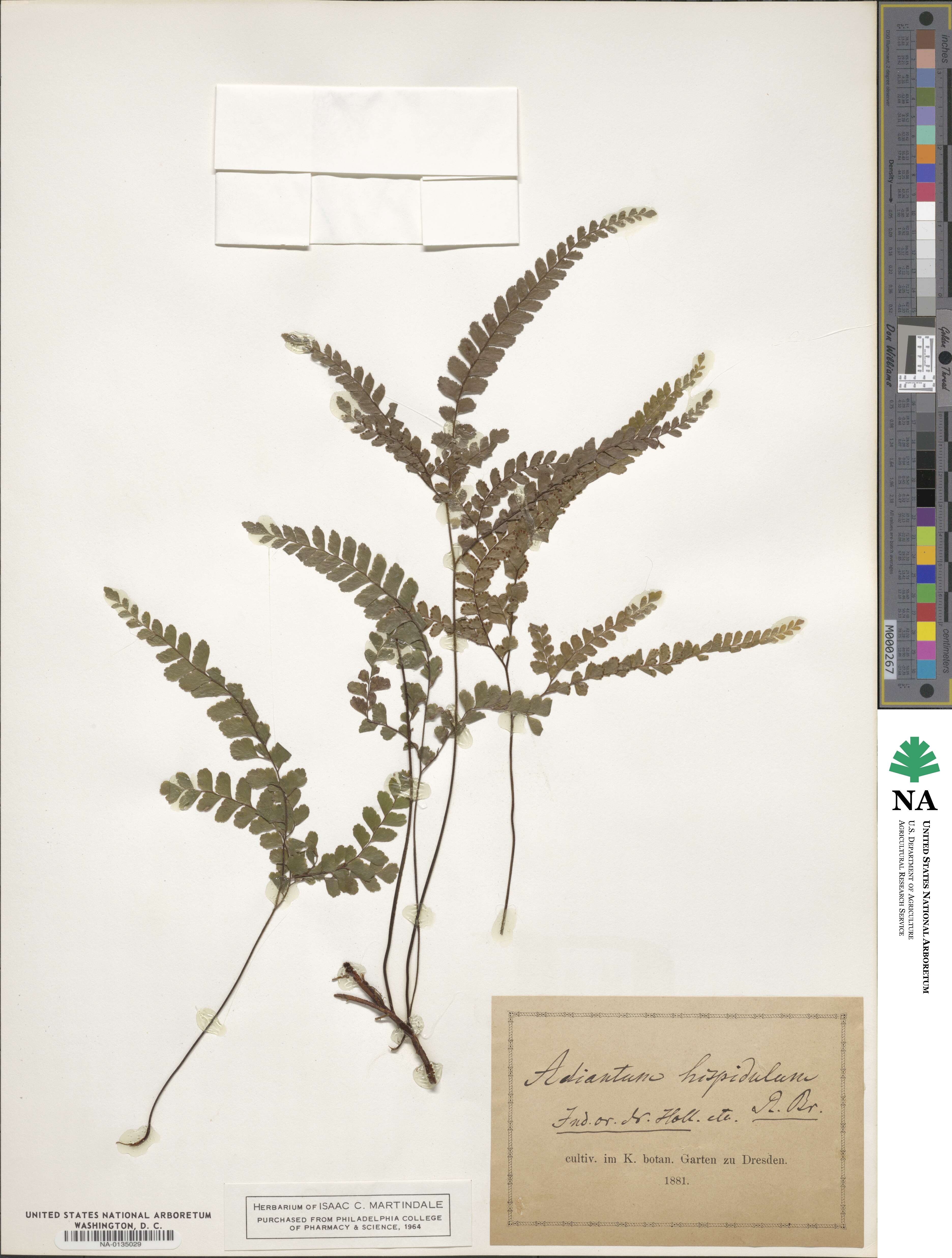 Adiantum hispidulum image