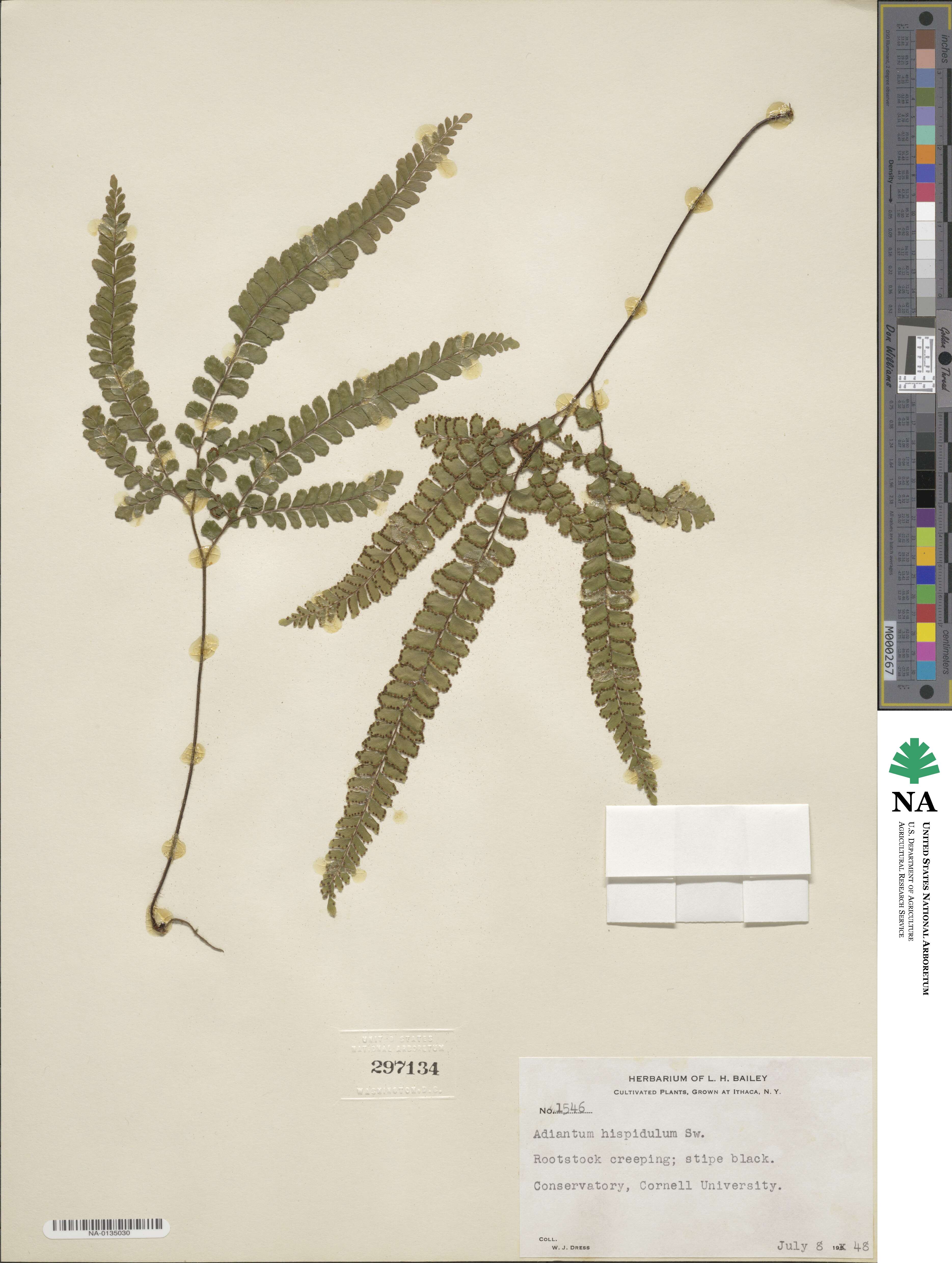 Adiantum hispidulum image