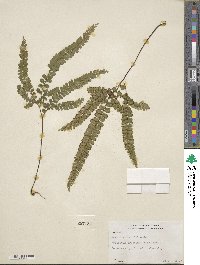 Adiantum hispidulum image