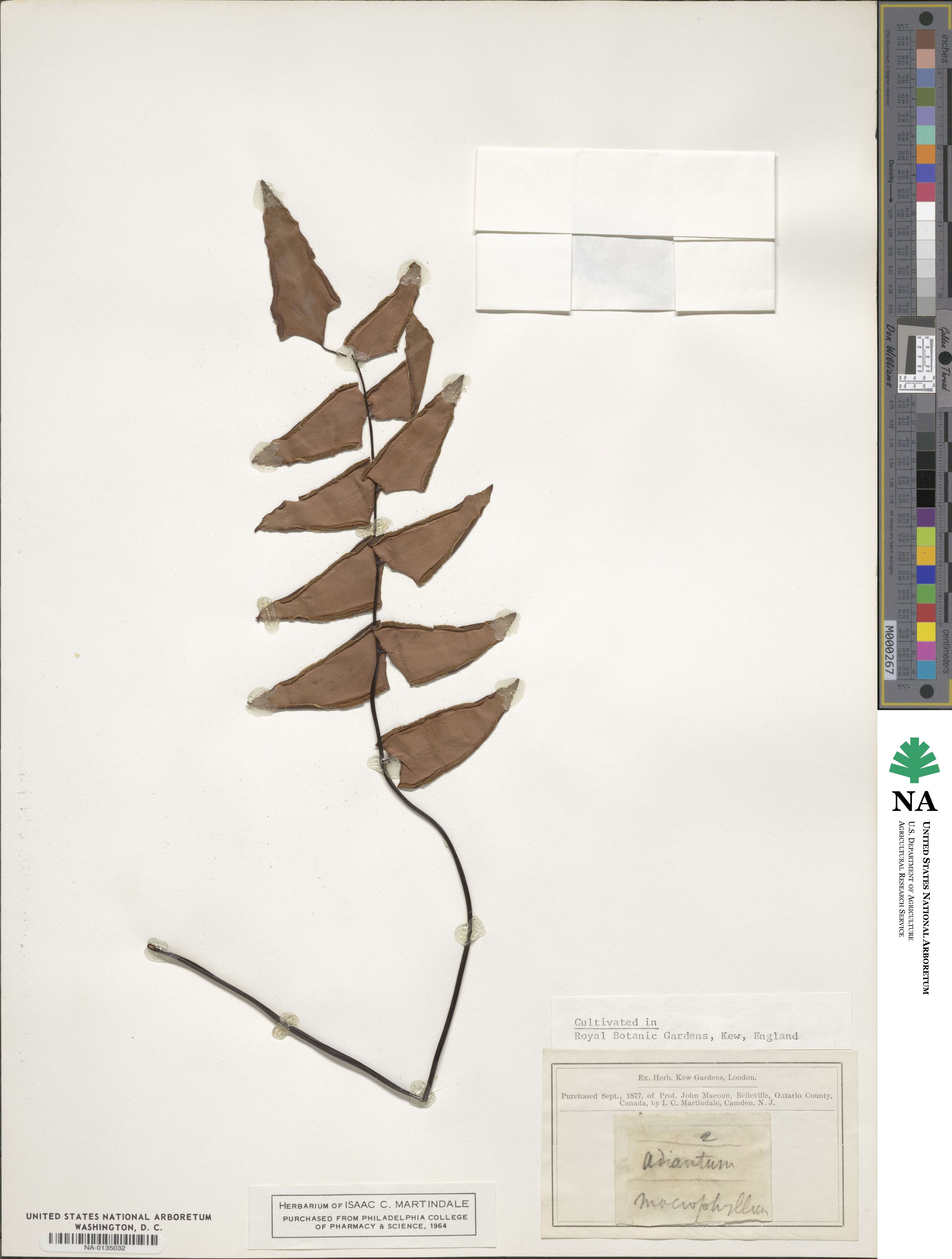 Adiantum macrophyllum image