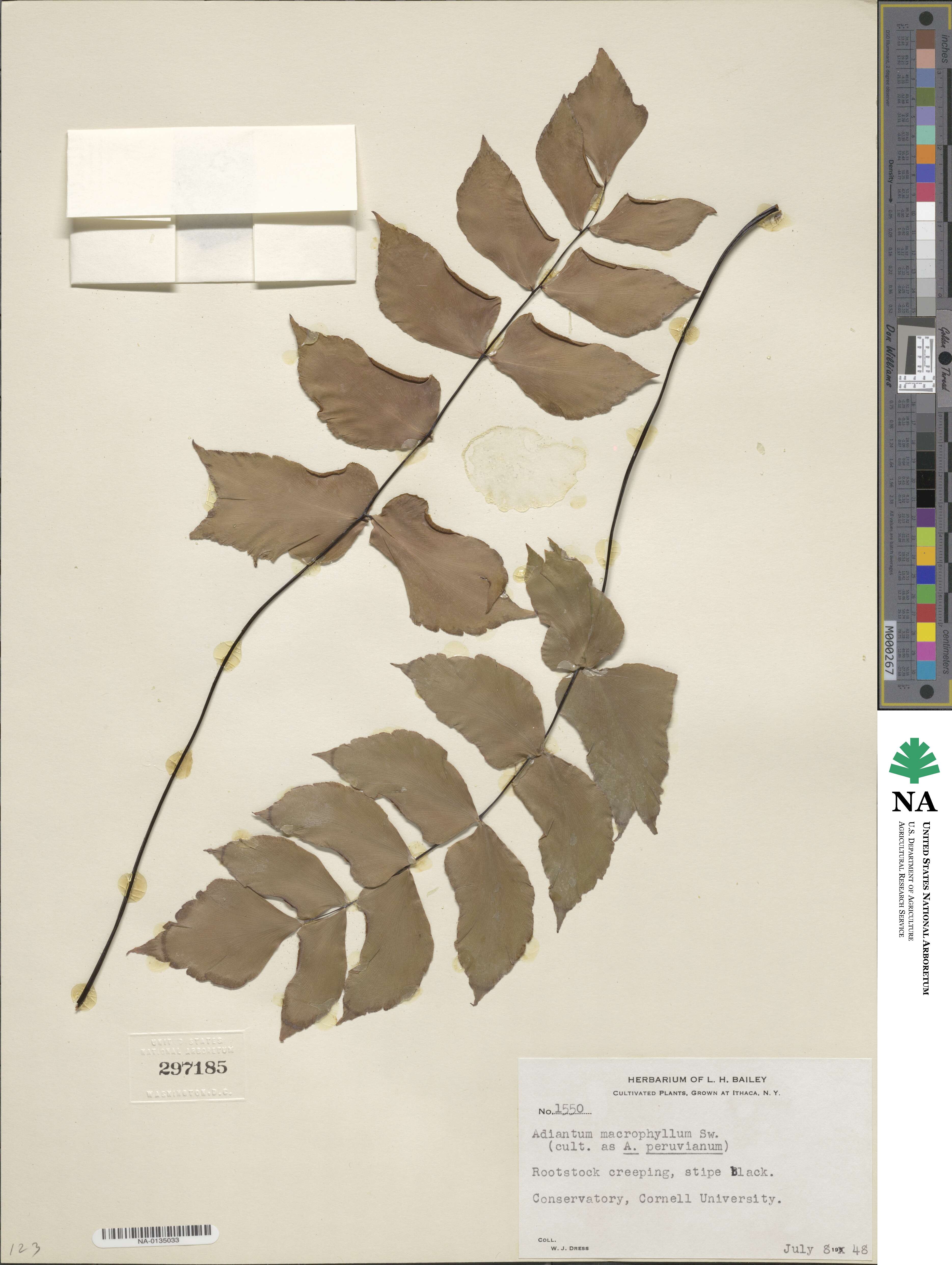 Adiantum macrophyllum image