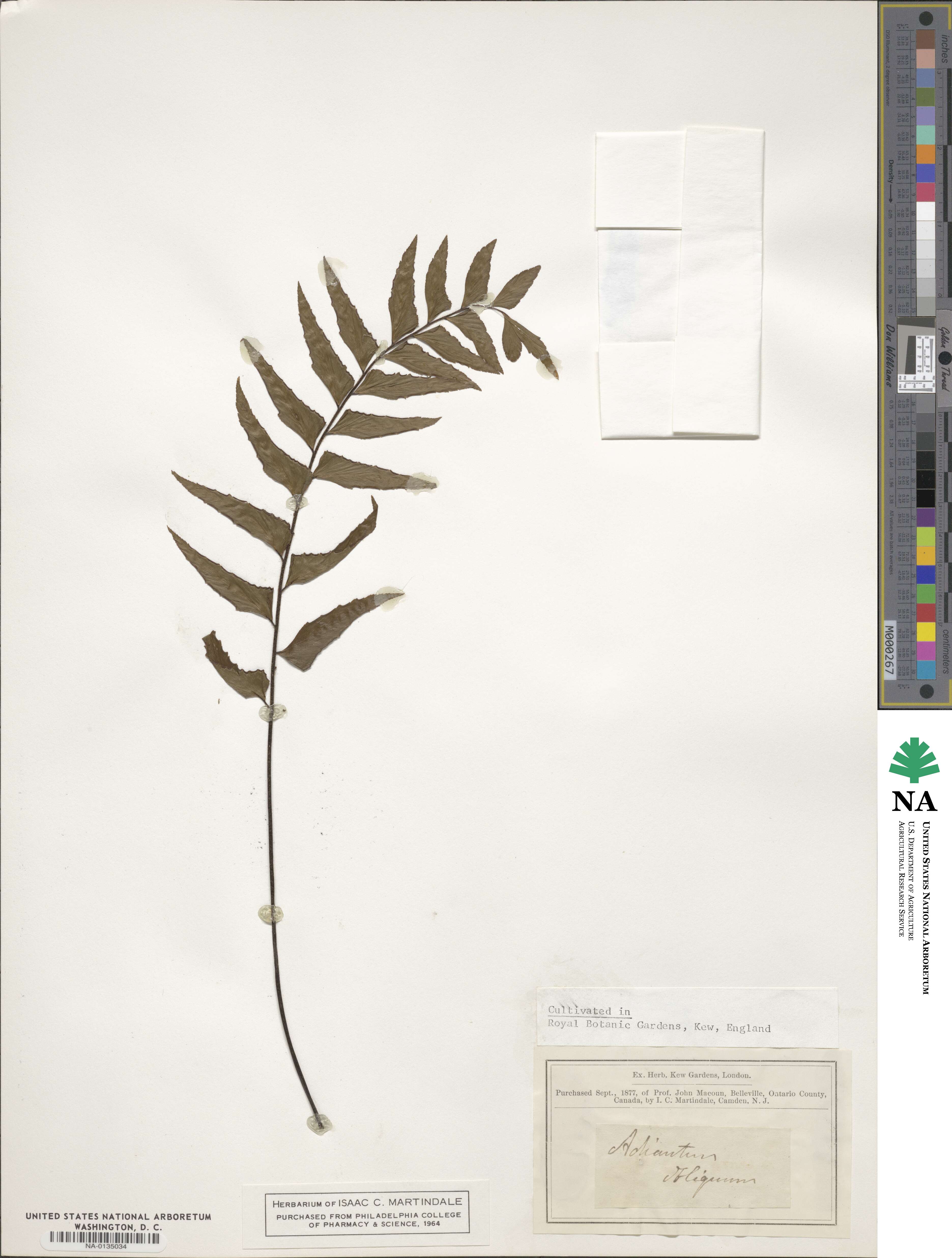 Adiantum obliquum image