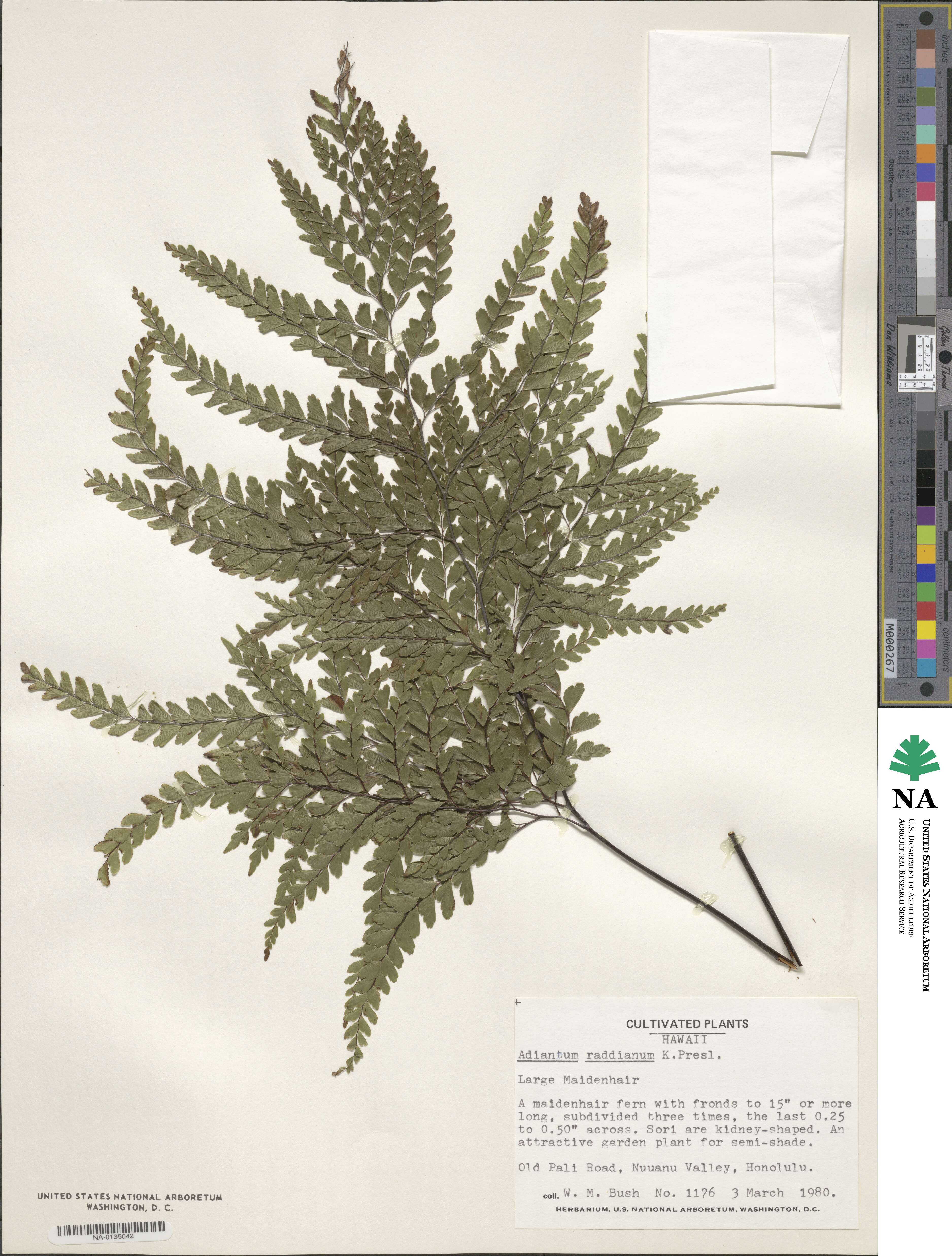 Adiantum raddianum image