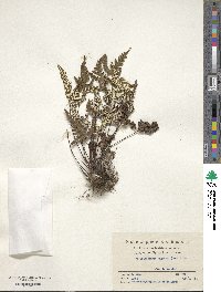 Aleuritopteris argentea image