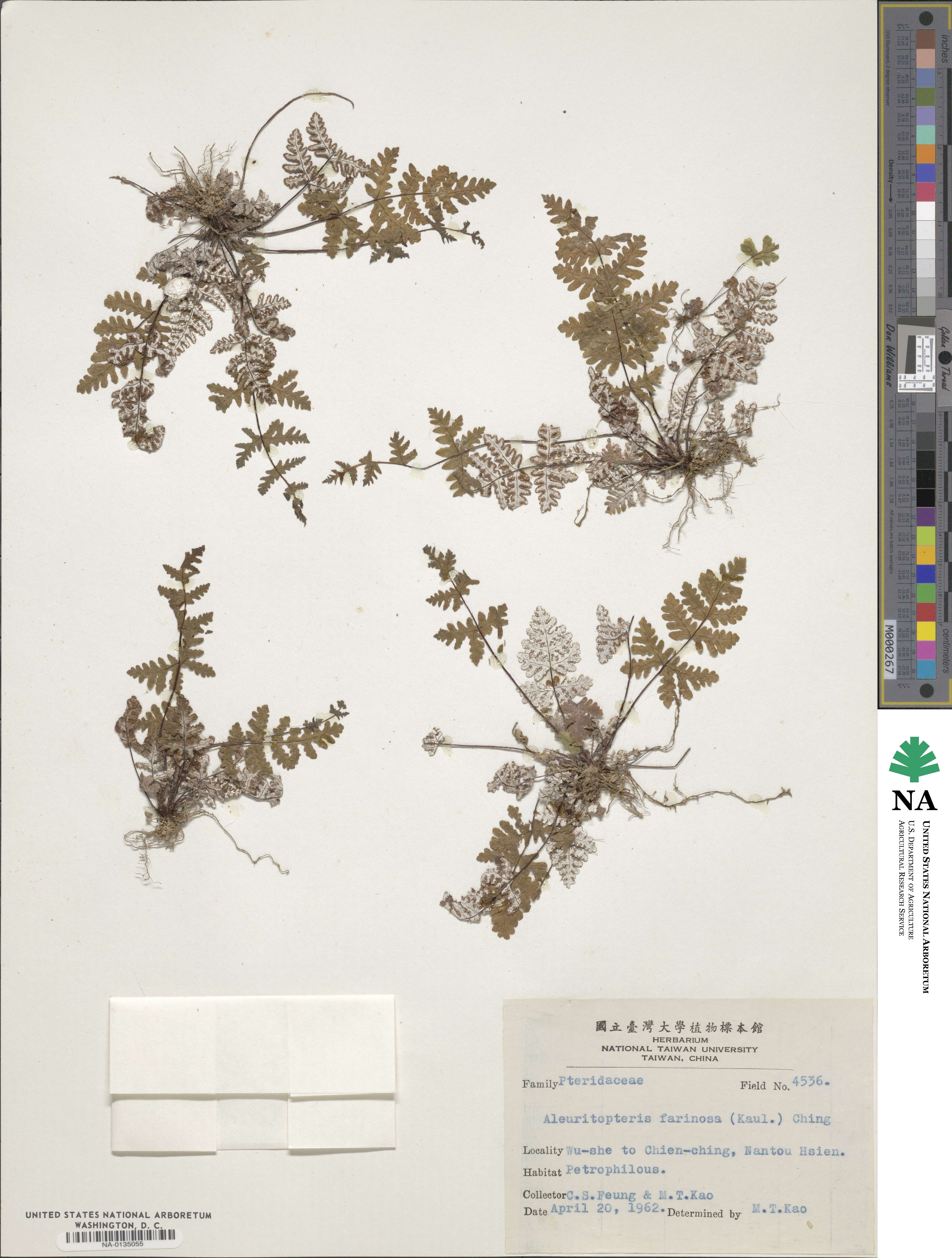 Aleuritopteris farinosa image