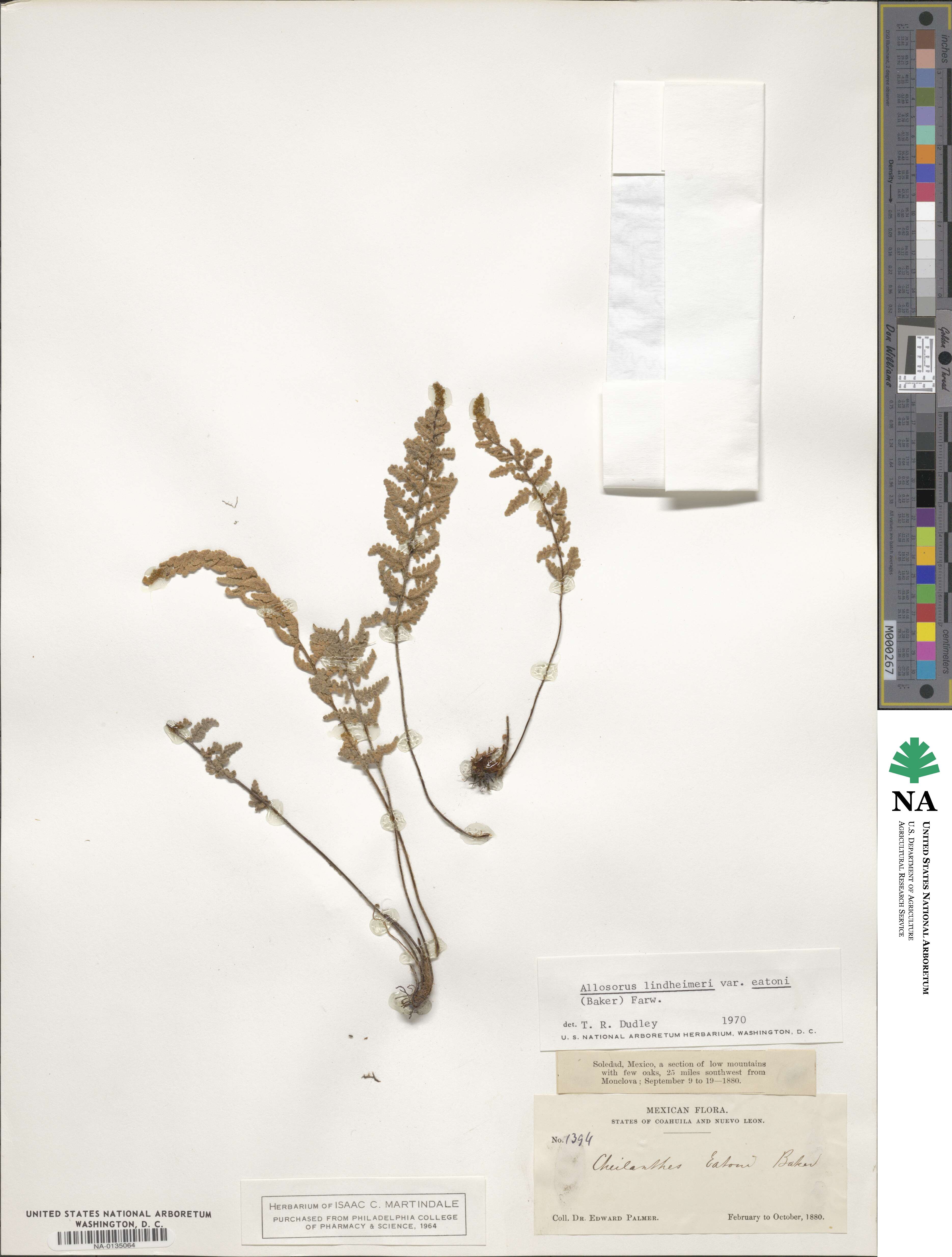 Hemionitis eatonii image