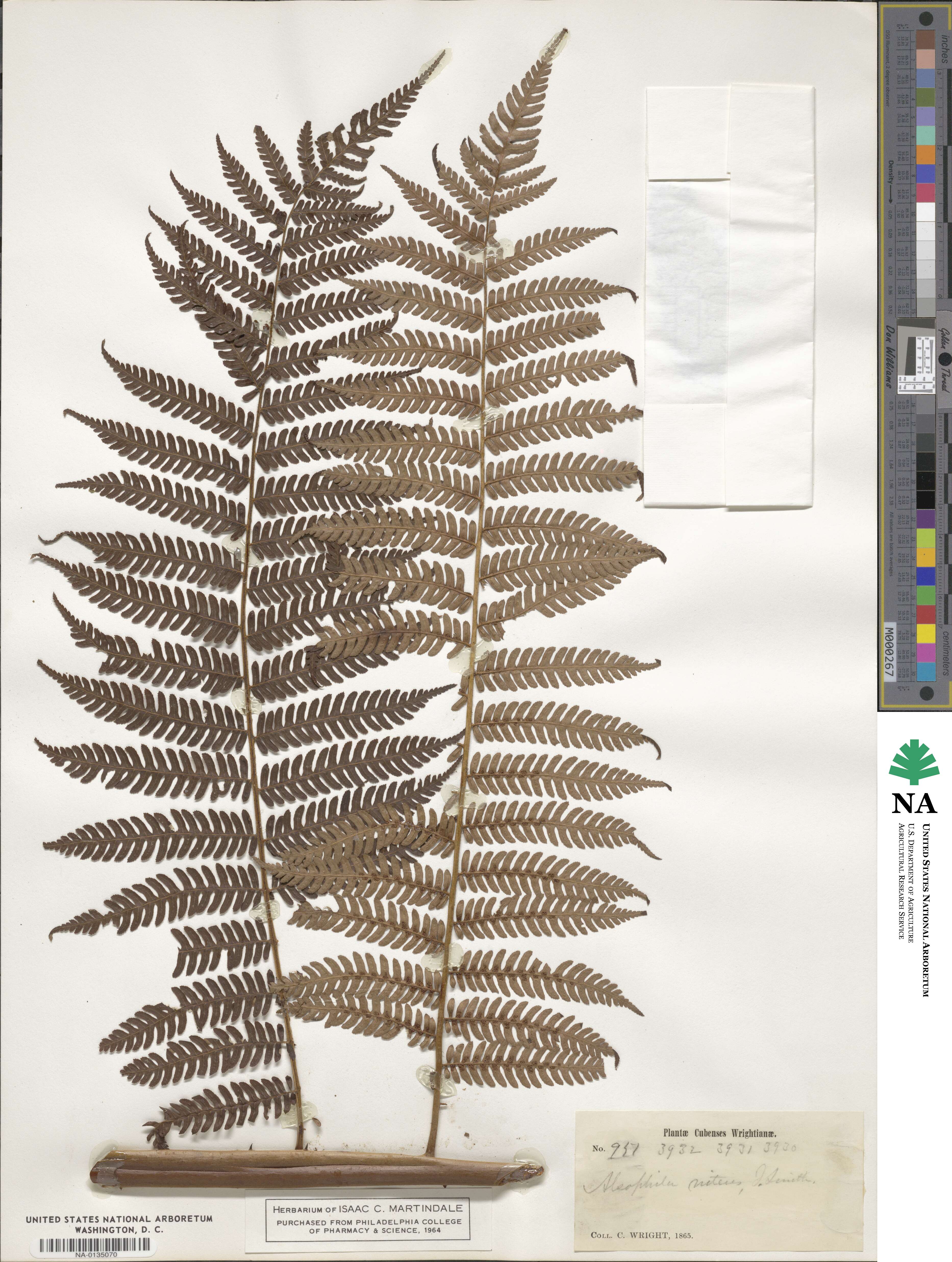 Cyathea aspera image