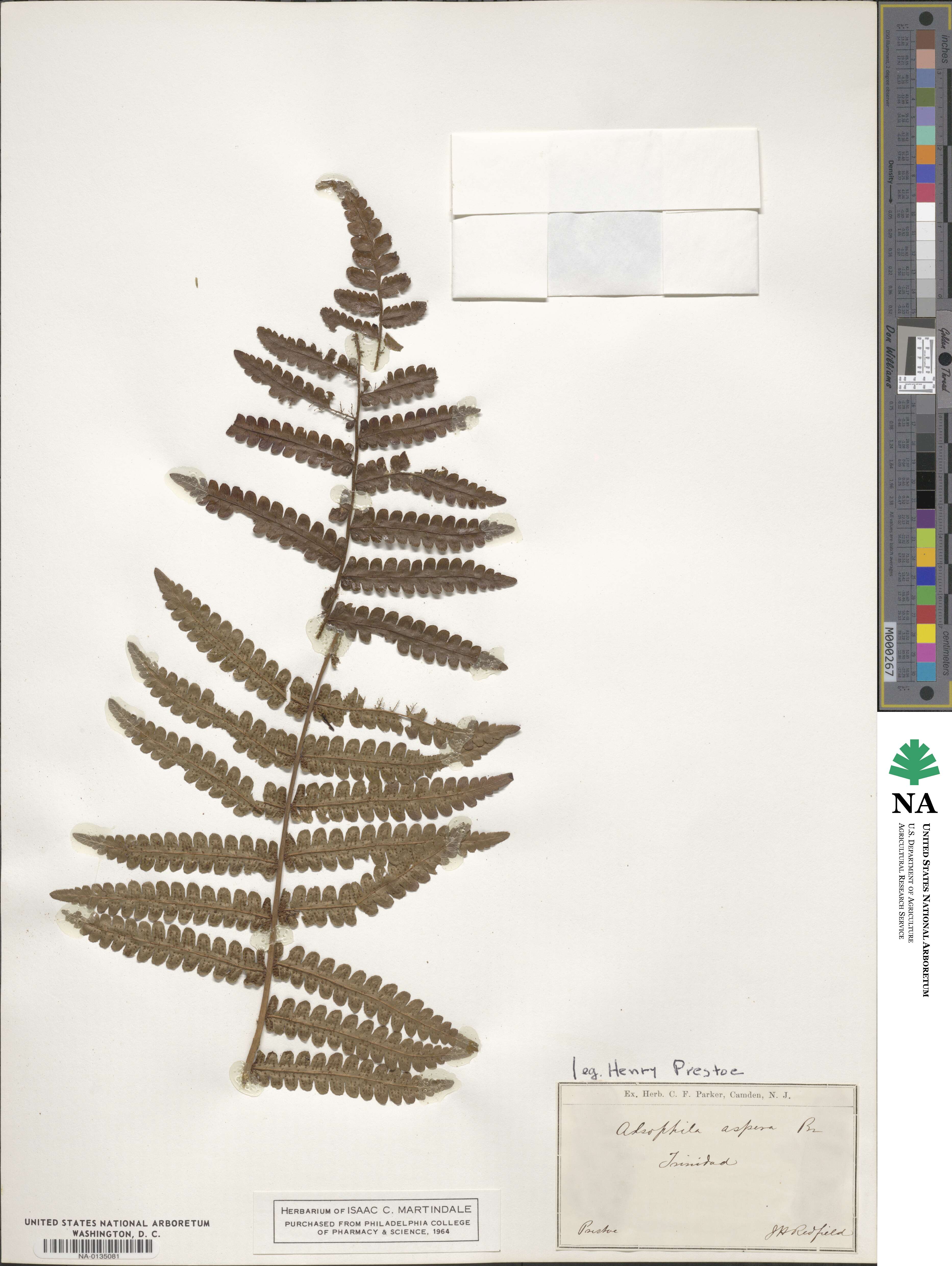 Cyatheaceae image