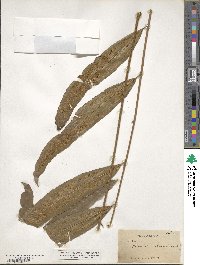 Metaxya rostrata image