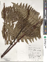 Gymnosphaera metteniana image
