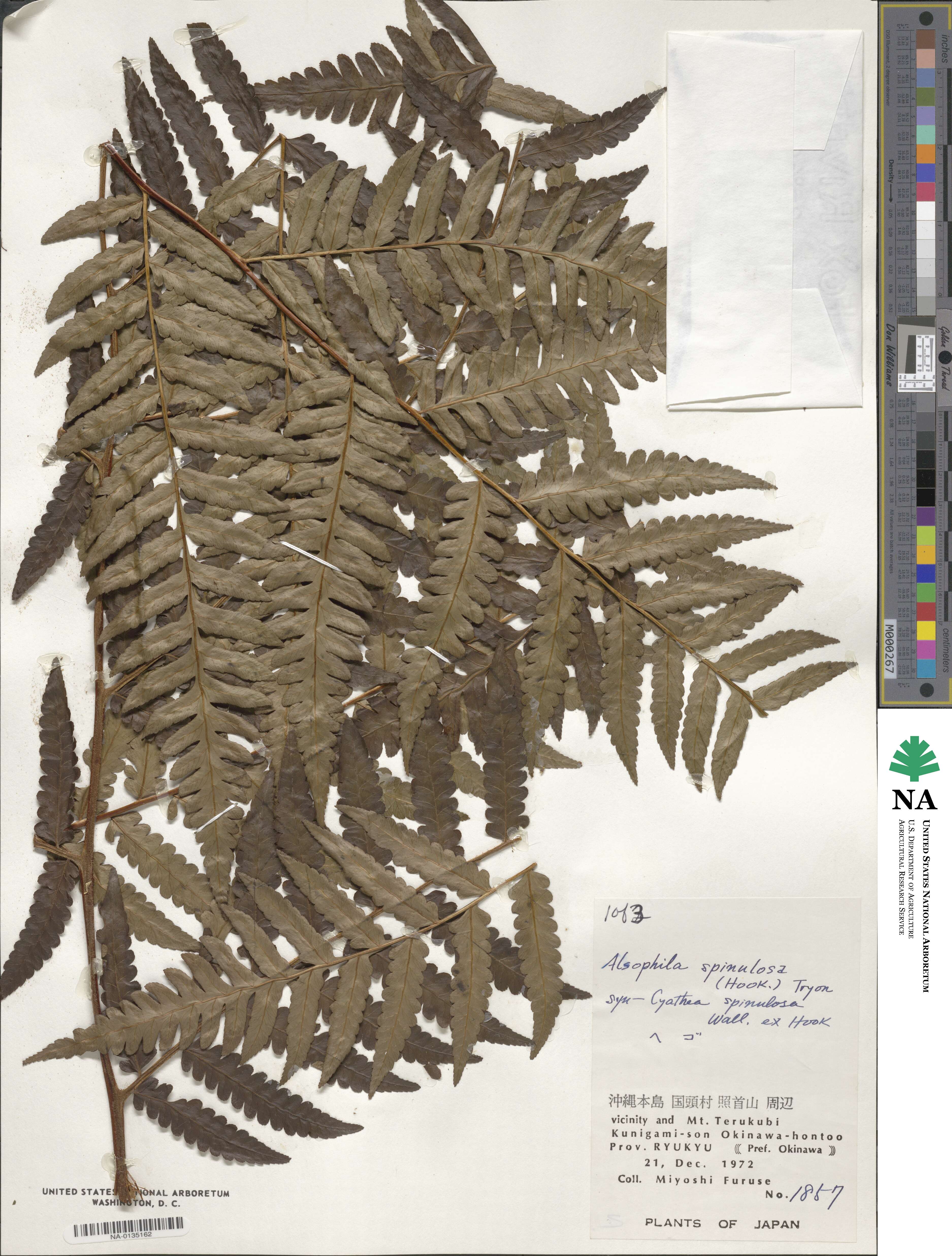 Alsophila spinulosa image