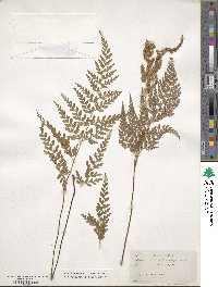 Anemia adiantifolia image