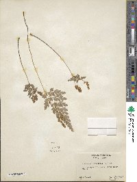 Anemia adiantifolia image