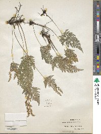 Anemia adiantifolia image