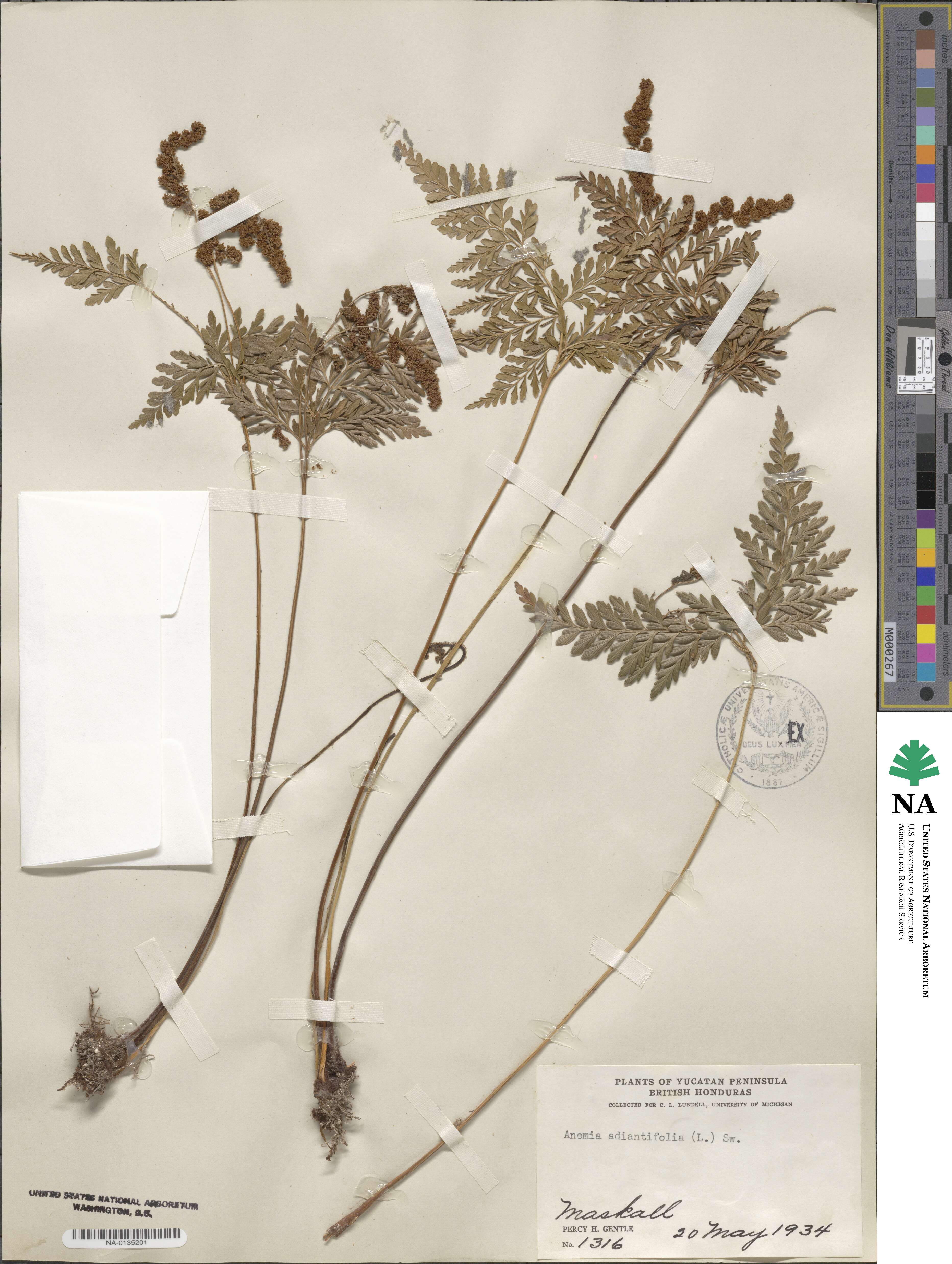 Anemia adiantifolia image