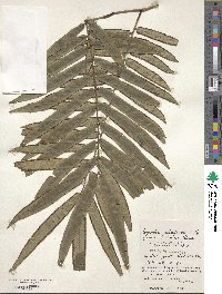 Image of Angiopteris angustifolia