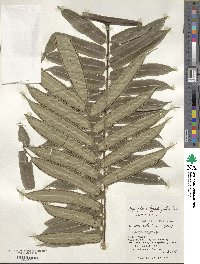 Angiopteris lygodiifolia image