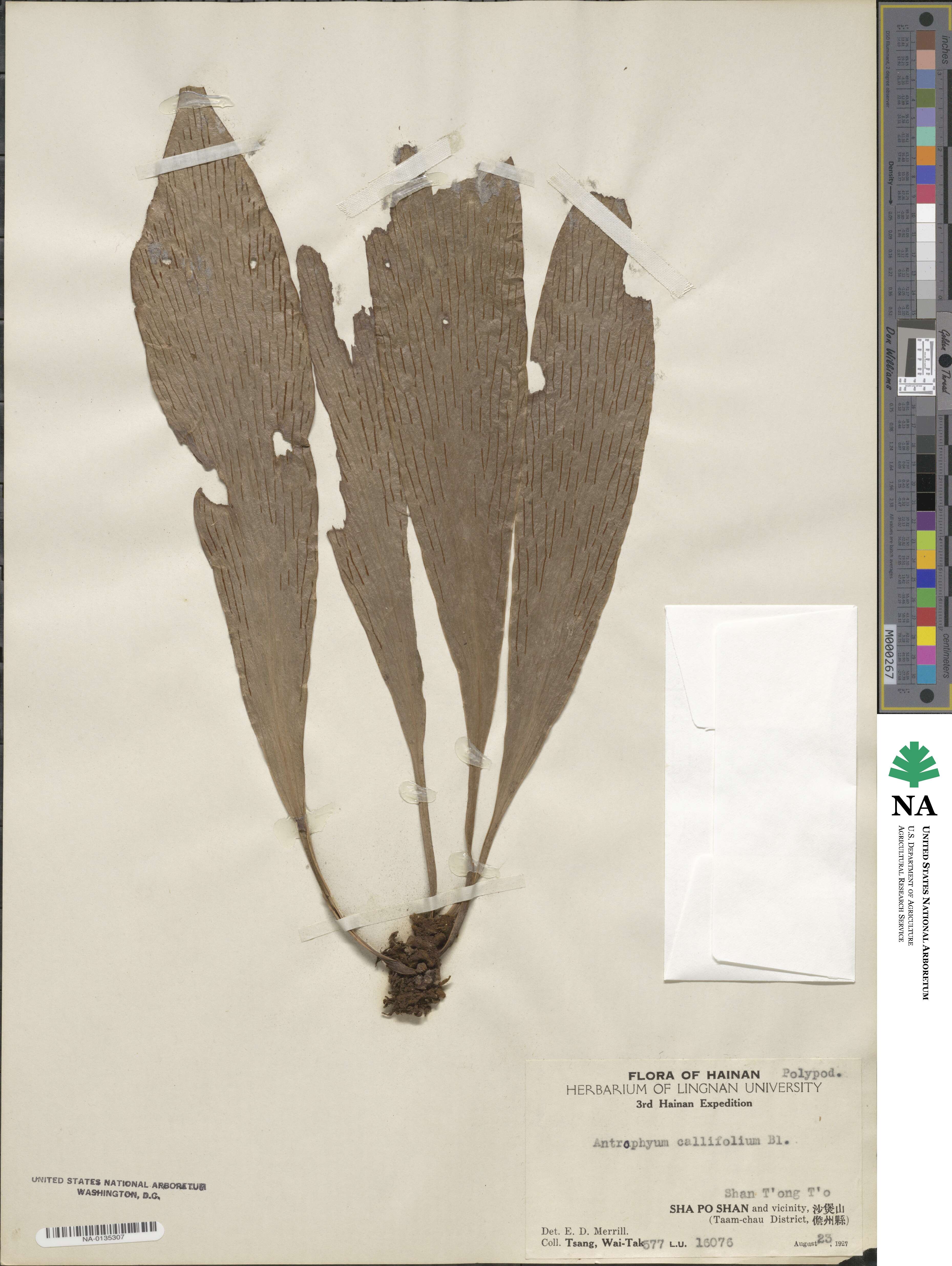 Antrophyum callifolium image