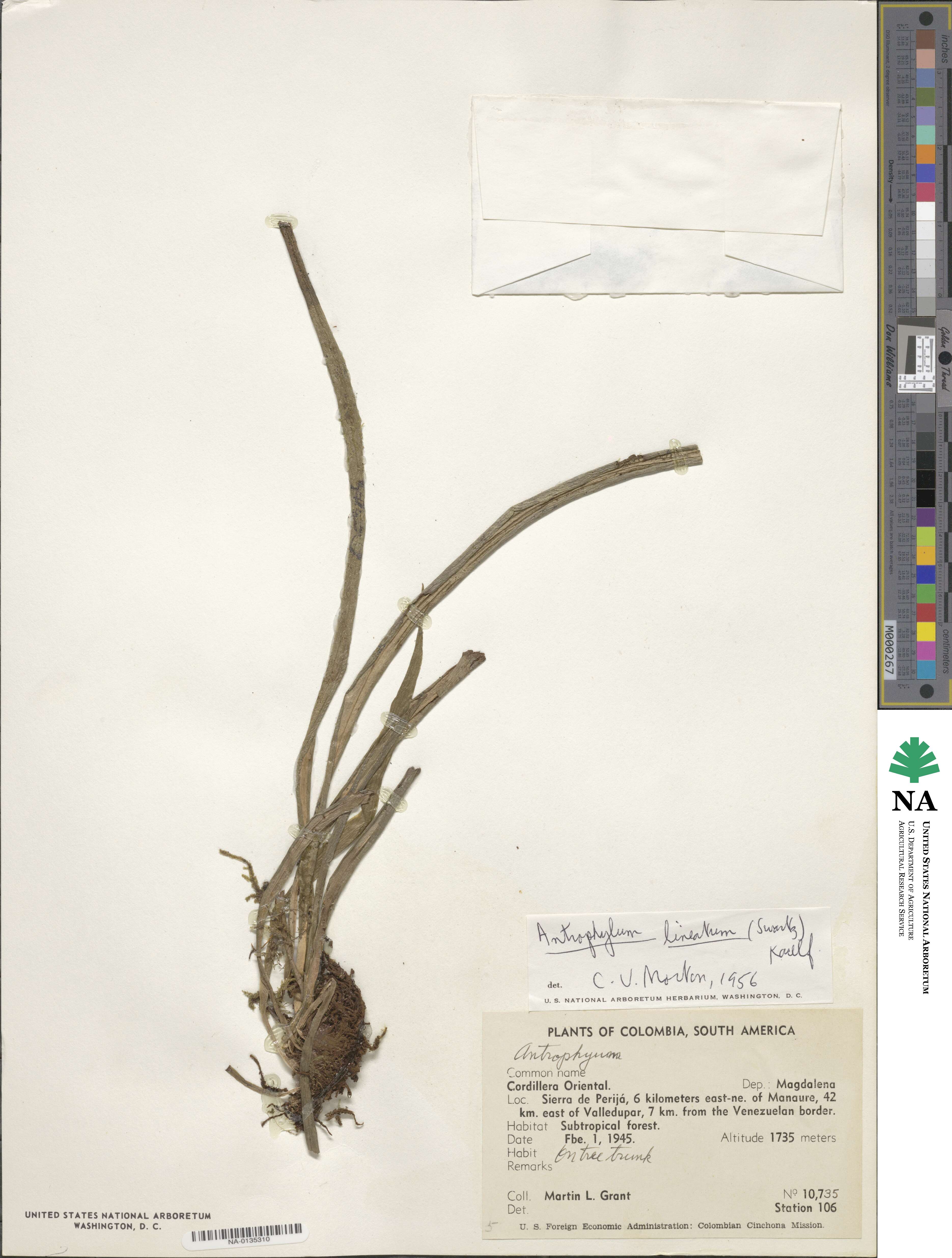 Polytaenium image