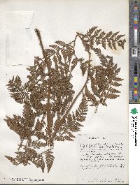 Olfersia ochropteroides image