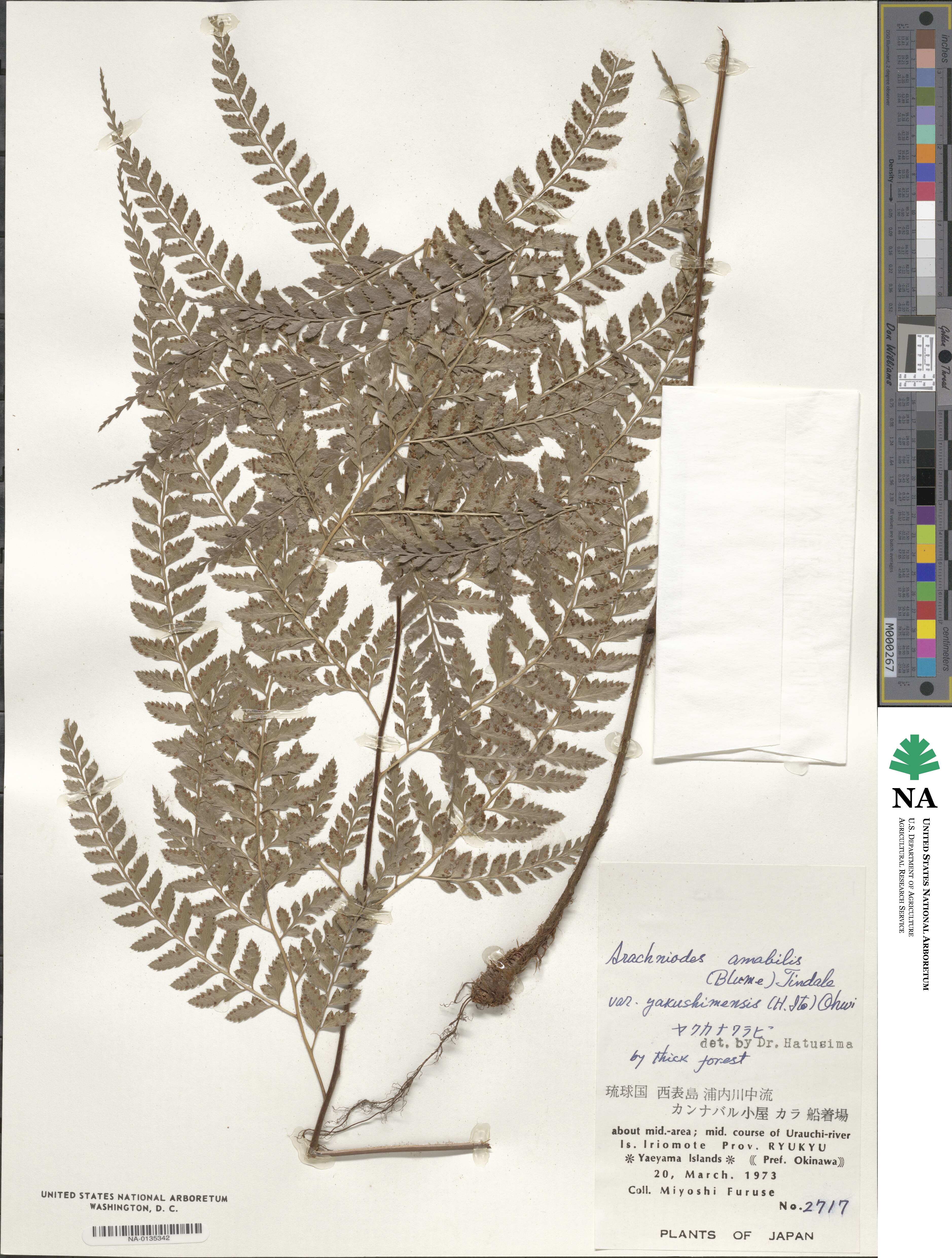 Arachniodes amabilis image
