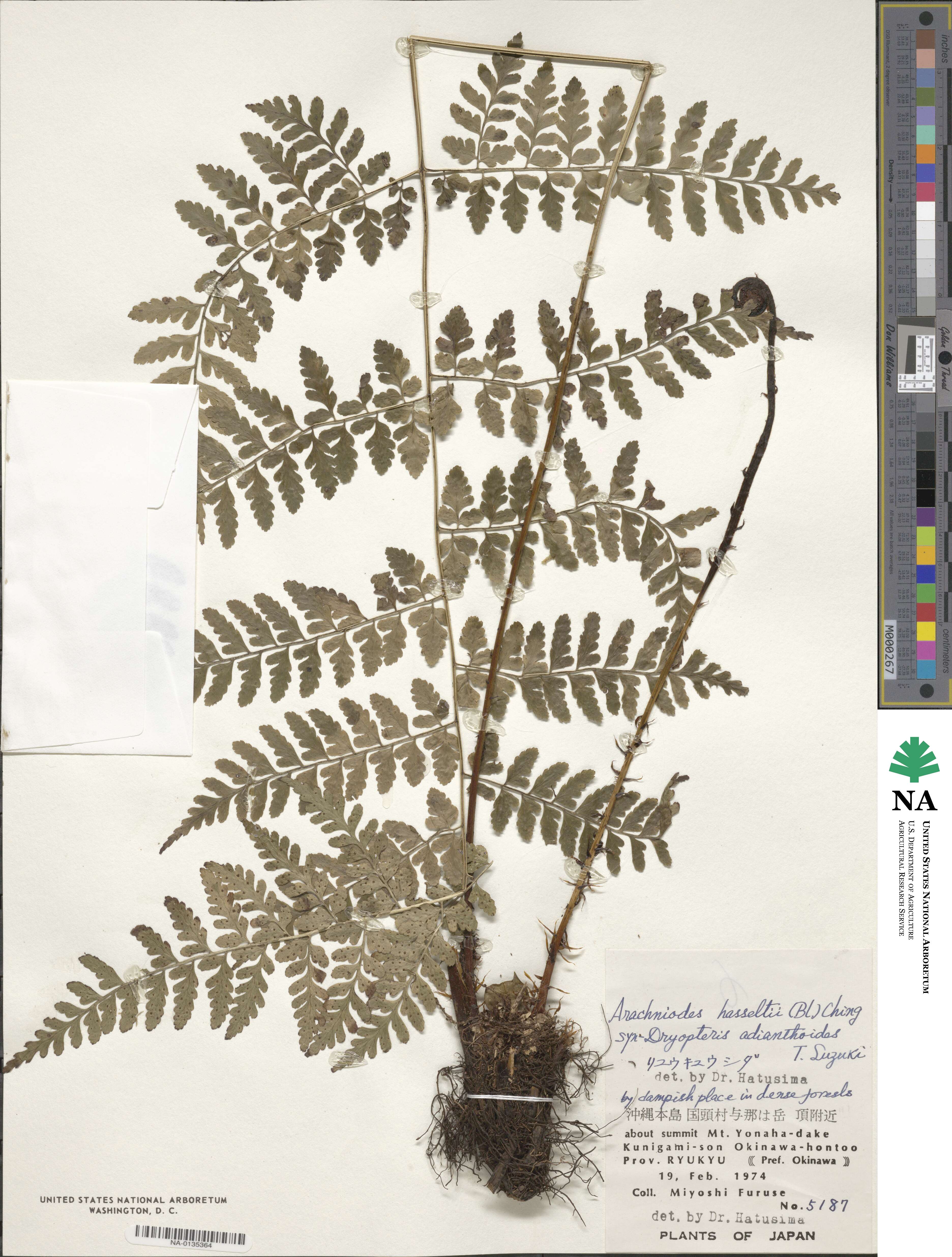 Dryopteris hasseltii image