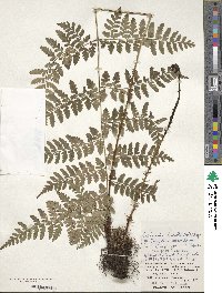 Dryopteris hasseltii image