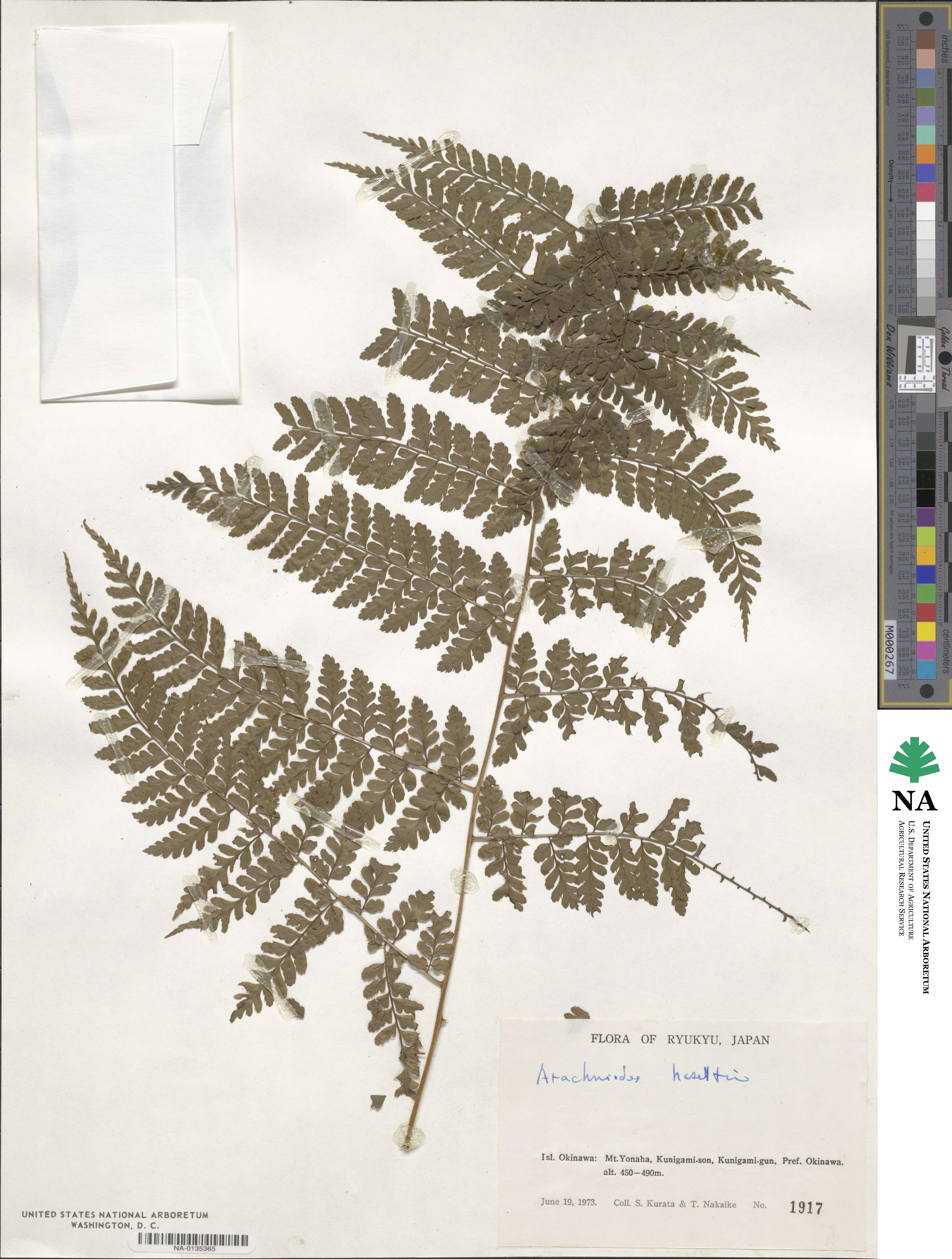 Dryopteris hasseltii image