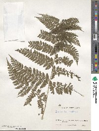 Dryopteris hasseltii image