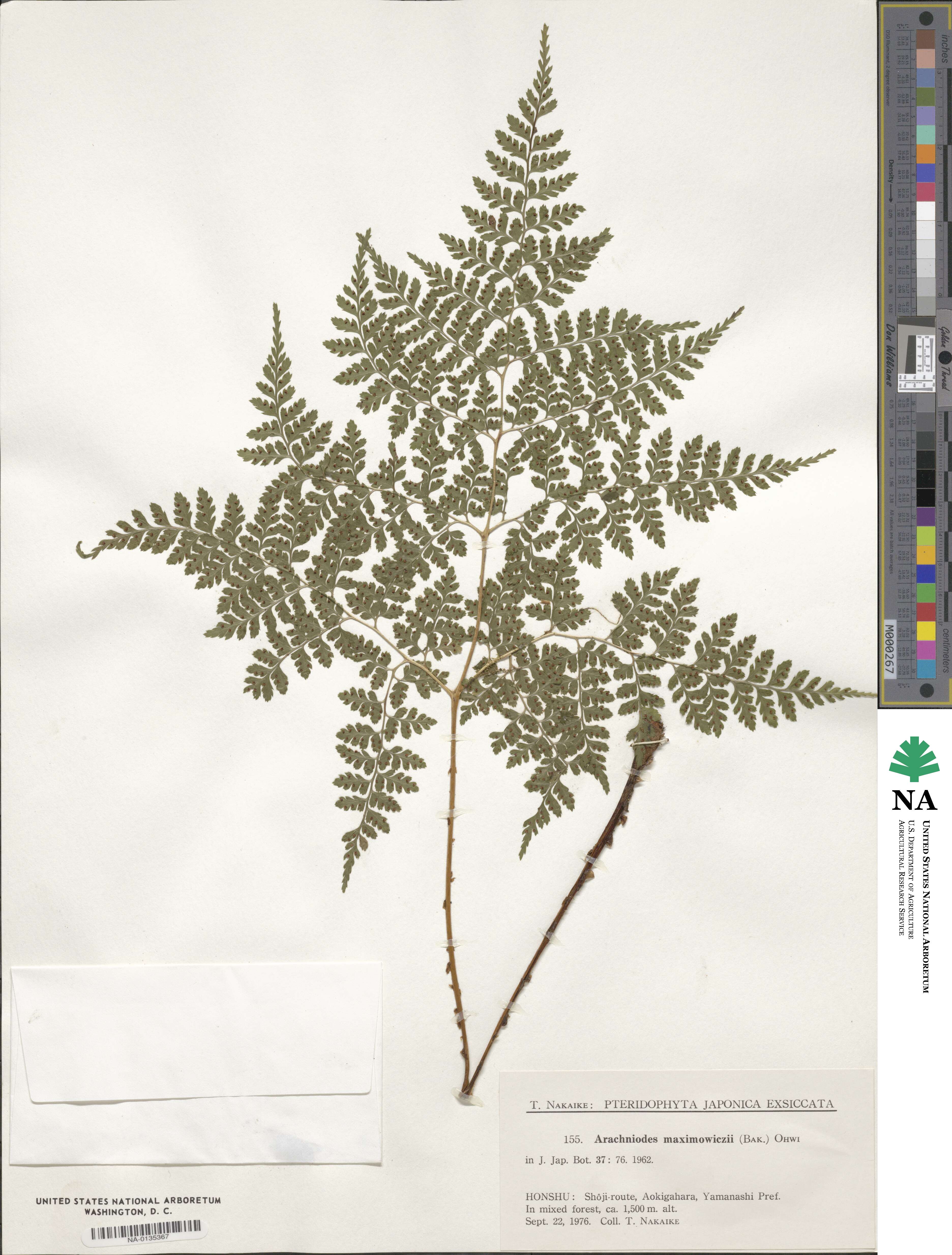 Dryopteris maximowiczii image