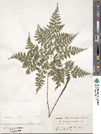 Dryopteris maximowiczii image