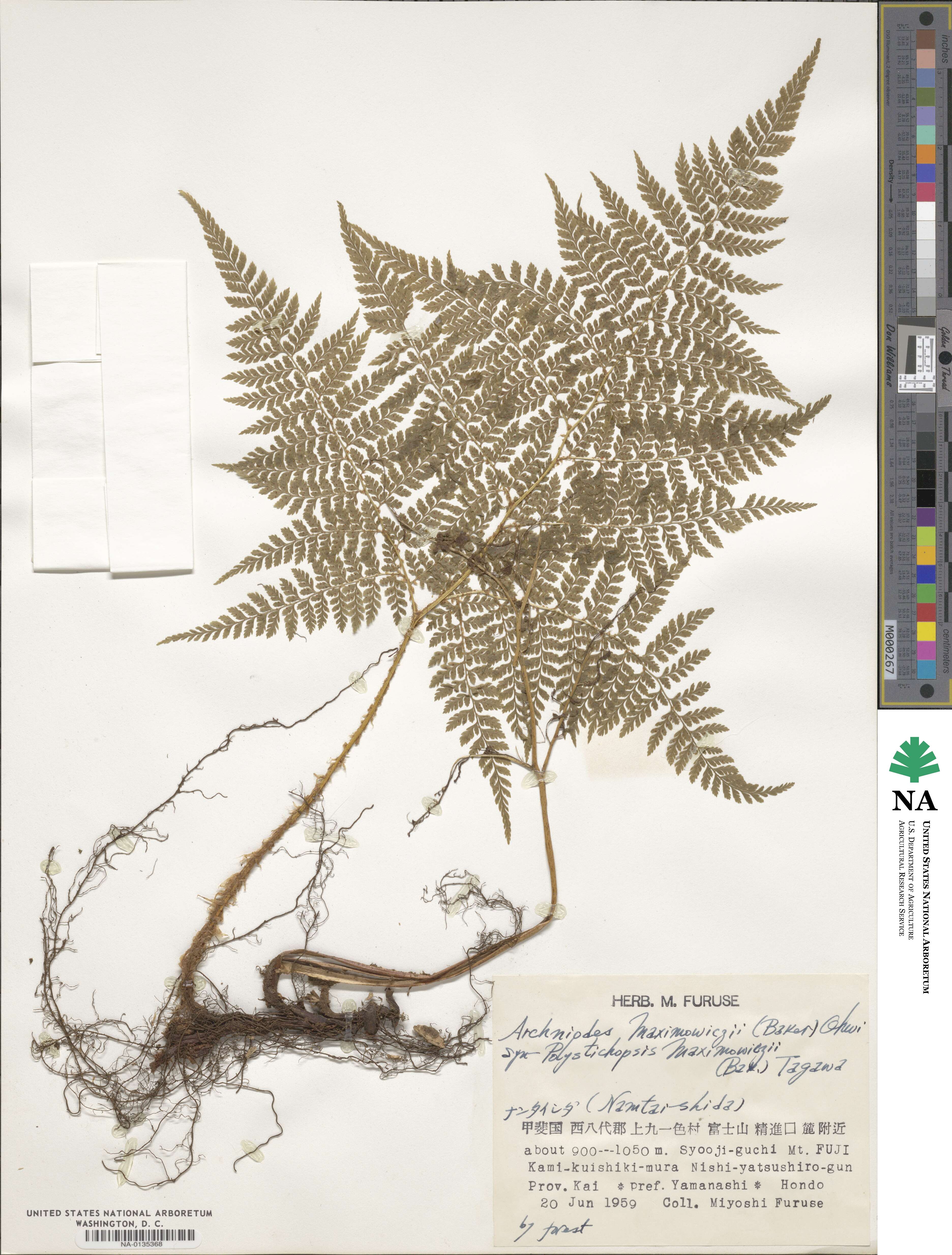 Dryopteris maximowiczii image