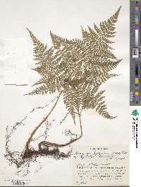 Dryopteris maximowiczii image