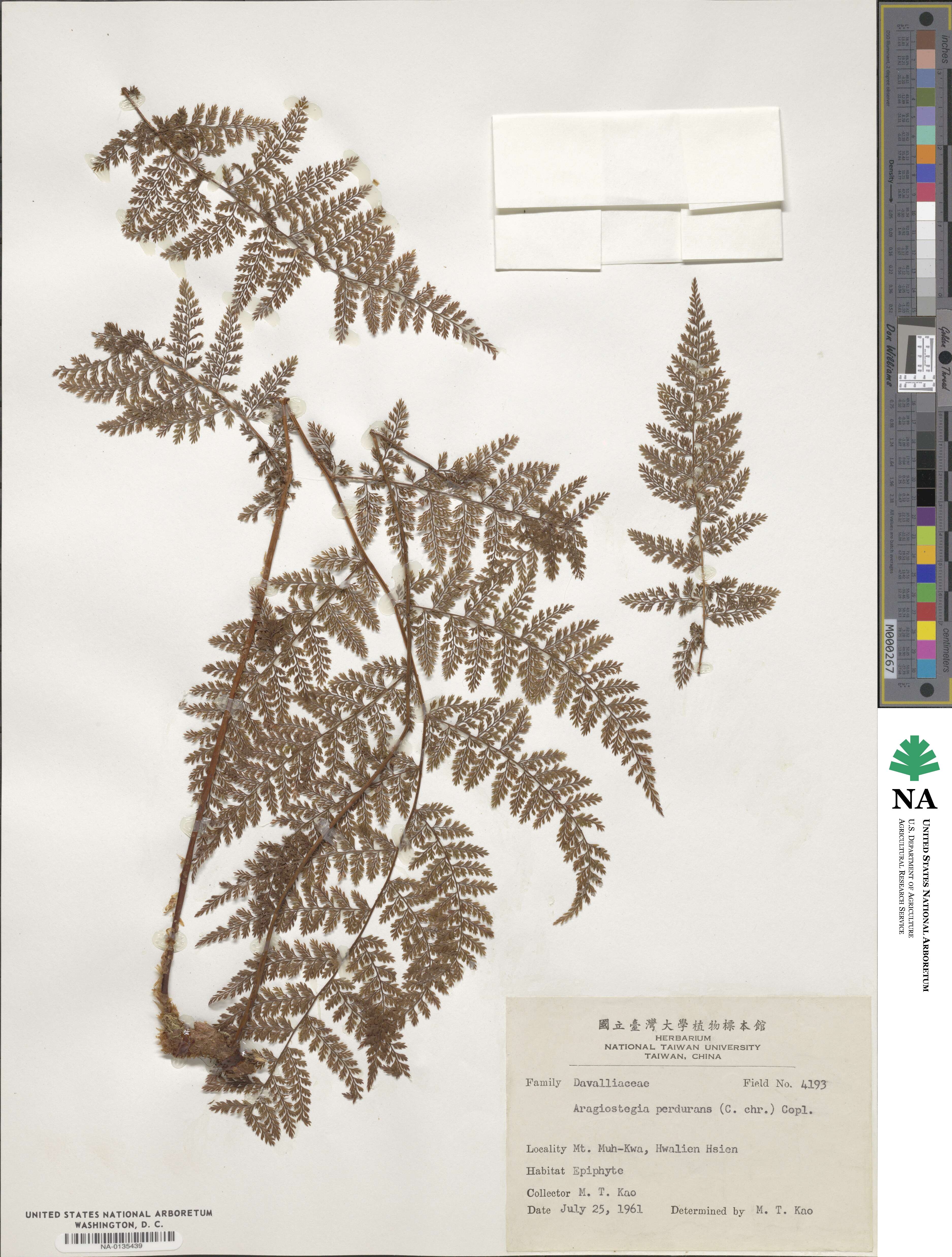 Davallia perdurans image